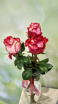 Красивые розы фотографии