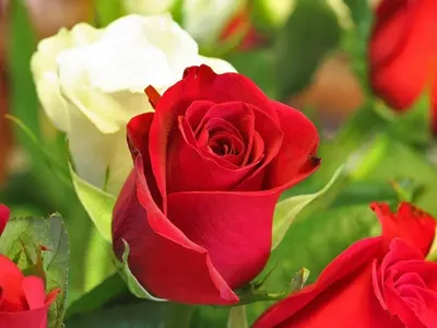 Роза картинка #351936 - Хариклия Кристалия Кацела в Твиттере | Красивые розы,  Цветы розы, Цветущая роза - скачать
