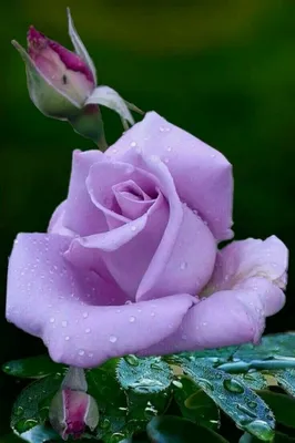 Очень красивые розы картинки - 69 фото