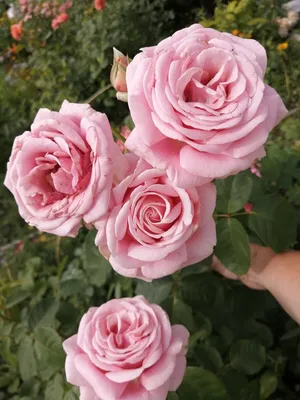 Самые красивые фото роз июньского цветения. | Про розы, сад и путешествия |  Дзен