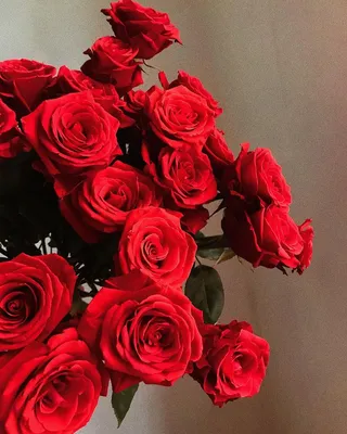 красные розы - любимая классика 🌹 приветствуем в 2019 и уже с завтрашнего  дня готовы собирать для вас самые красивые букеты #latour_flowe… | Rose,  Flowers, Plants
