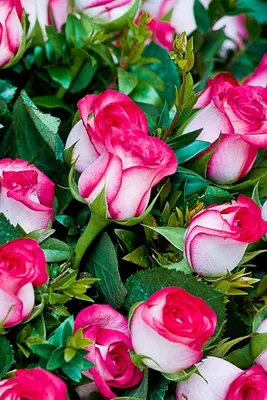 800x1200 Обои розы, цветы, букет, шикарно, красиво | Beautiful rose  flowers, Amazing flowers, Beautiful roses