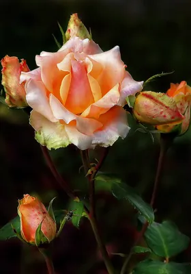 Очень красивые картинка #384886 - Очень красивые розы - Цветы - Фото  галерея - Галерейка - скачать