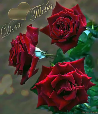 Красивые картинки с надписью розы для тебя (44 фото) » Юмор, позитив и  много смешных картинок