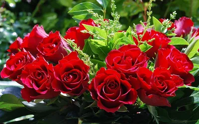 Картинка Красивые красные розы в букете » Букеты цветов картинки (290 фото)  скачать бесплатно - Картинки 24 » Картинки 24 - скачать картинки бесплатно