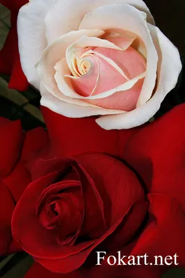 Красивые розы, фото, галерея 1 — Fokart.net
