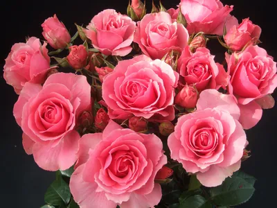 Розовые розы на фото
