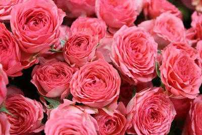 Розовые розы на фото
