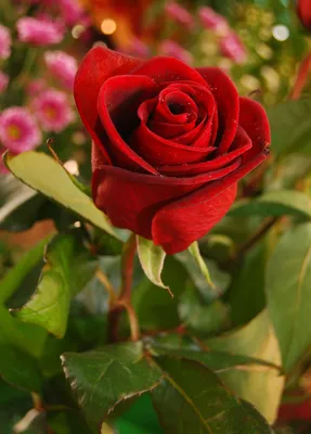 Очень красивые розы - 61 фото