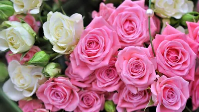 Красивые розы на заставку - 66 фото