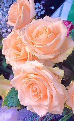 Коралловые розы !!! | Красивые розы, Красивые цветы, Коралловые розы