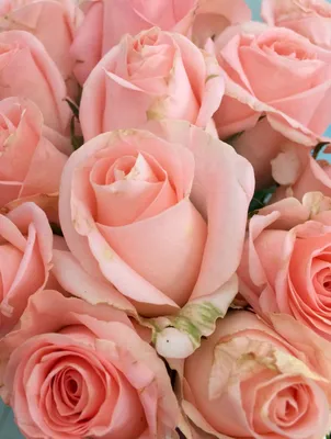 Нежные розы🌹🌹 | Розы, Винтажные цветы, Розовый букет