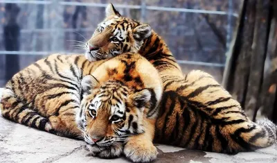 Обои Тигр, милые животные, забавный, Tiger, cute animals, funny, Животные  #4740