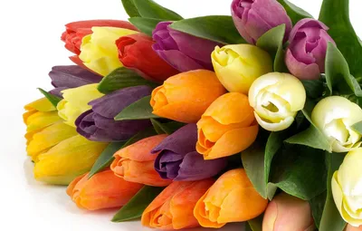 Обои цветок, цветы, природа, тюльпан, букет, весна, тюльпаны, красивые  картинки на рабочий стол, раздел цветы - скачать