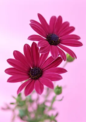 Картинка Красивые цветы » Разные цветы » Цветы » Картинки 24 - скачать  картинки бесплатно