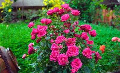 Фотографии самых красивых цветов розы в саду