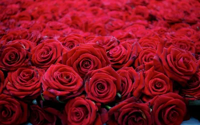 Цветы розы красивые - 42 фото