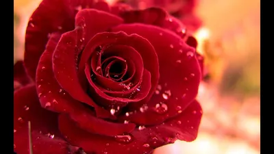 Невероятно красивые цветы фото - Flowers photo - YouTube