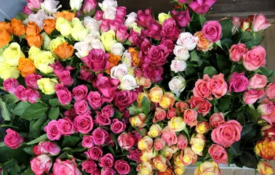 Обои цветок, цветы, природа, розы, букет, красивые картинки на рабочий  стол, раздел цветы - скачать