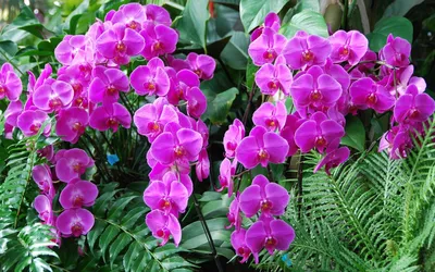 Картинка Красивые цветы орхидеи » Орхидеи » Цветы » Картинки 24 - скачать  картинки бесплатно