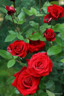Black Magic | Красивые цветы, Фотографии цветов, Розы