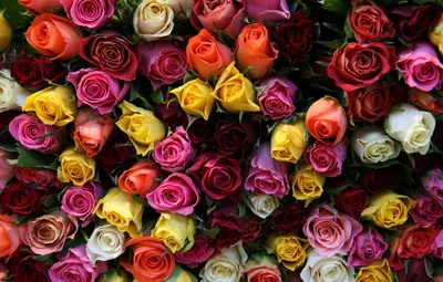 Обои цветок, цветы, розы, букет, бутоны, красивые, миллион роз картинки на  рабочий стол, раздел цветы - скачать