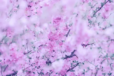 Красивые цветы на заставку смартфона (подборка из 3 и 10 фото) | Tengyart