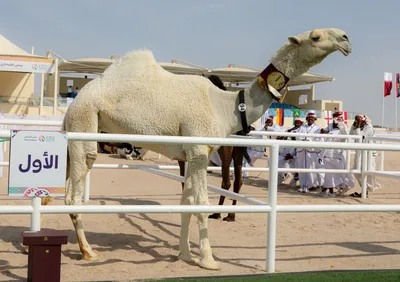Верблюд, животные, фото верблюда, животные в природе, красивый верблюд  Stock-Foto | Adobe Stock
