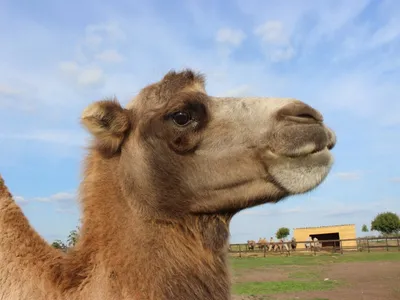 Верблюд – красота и здоровье. — Ферма верблюдов в Татарстане