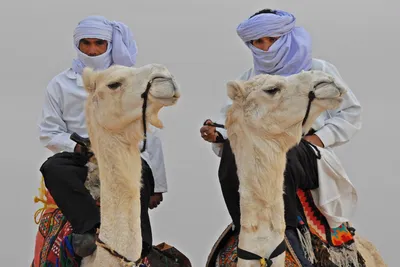 Самый красивый верблюд Саудовской Аравии получит автомобиль