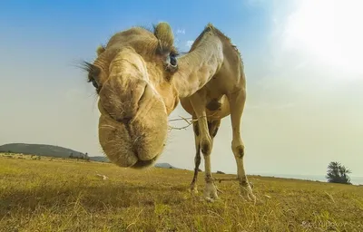Верблюд делает селфи, реалистично, …» — создано в Шедевруме