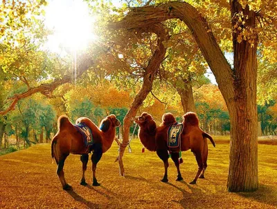картинки : Верблюд, костюм, Бедуин, Гордость, Человек и животное, Белые  верблюды 2995x1997 - - 478525 - красивые картинки - PxHere