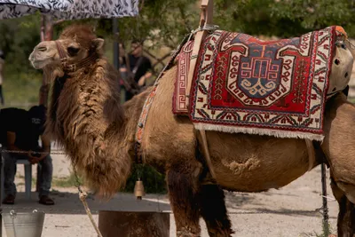 Красивый верблюд в пустыне :: Стоковая фотография :: Pixel-Shot Studio