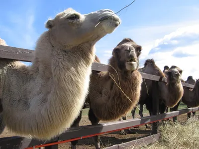 картинки : Верблюд, Млекопитающее, Camelid, Позвоночный, Арабский верблюд,  вид транспорта, домашний скот, Вьючное животное, приспособление,  Действующее животное, двугорбый верблюд 4949x3299 - - 1511913 - красивые  картинки - PxHere