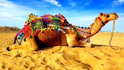 Красиво оформленные верблюд забавный биканера верблюда дромадера на  фестивале в Штате раджастан Индии Стоковое Изображение - изображение  насчитывающей актуария, справедливо: 208935929