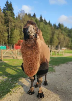 картинки : Верблюд, пустыня, Camelid, Арабский верблюд, эрг, окружающая  среда, Сахара, двугорбый верблюд, пейзаж, Эолийский рельеф, песок, Морда,  небо, дюна, домашний скот, приспособление, Дикая природа, Вьючное животное  6000x4000 - - 1505751 ...