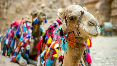 Красивые оформленные туристы верблюда ждать, чтобы ездить на песчаных дюн в  пустыне, Достаточном около Jaisalmer, Раджастан Индии Стоковое Изображение  - изображение насчитывающей дромадер, цветасто: 199886689