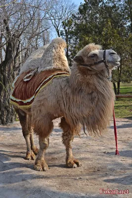 Обои Верблюд, милые животные, забавный, Camel, cute animals, funny,  Животные #5370