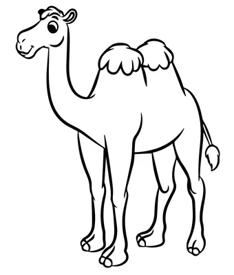 Обои Верблюд, милые животные, забавный, Camel, cute animals, funny,  Животные #5370