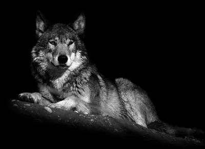 Молодой красивый волк, смотрит на …» — создано в Шедевруме