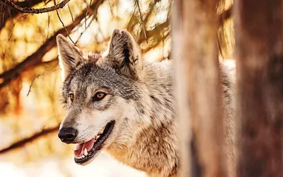 Красивые мультяшные волки - 63 фото