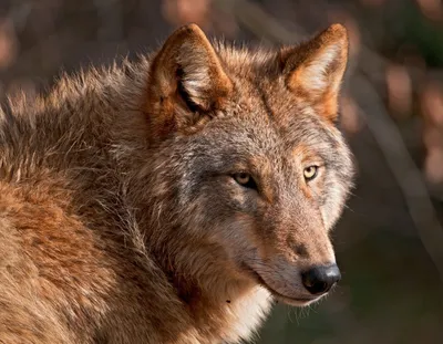 Красивый волк» — создано в Шедевруме