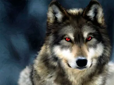 Красивые фото рыжих волков, которые произведут впечатление на каждого |  Собачий вестник | Дзен