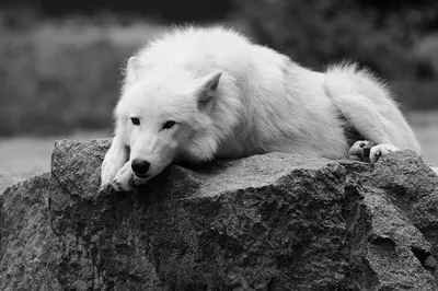 Красивые Волк — стоковые фотографии и другие картинки Серый волк - Серый  волк, Портрет, Волк - iStock