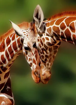 Жирафы - красивые картинки (85 фото)