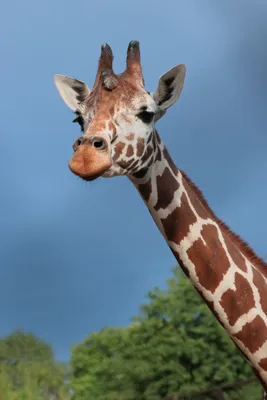 Жирафы - красивые картинки (100 фото)