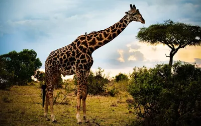 Животное: Жираф. Красиво, высокое …» — создано в Шедевруме
