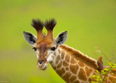 Милый красивый жираф в полный рост…» — создано в Шедевруме