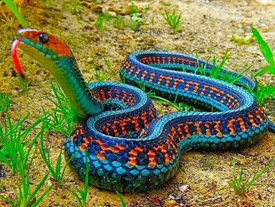 Красивые змеи фото