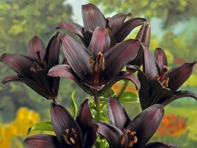11 самых красивых черных цветов, или Немного мистики в саду. Виды, сорта,  использование в дизайне. Фото — Ботаничка